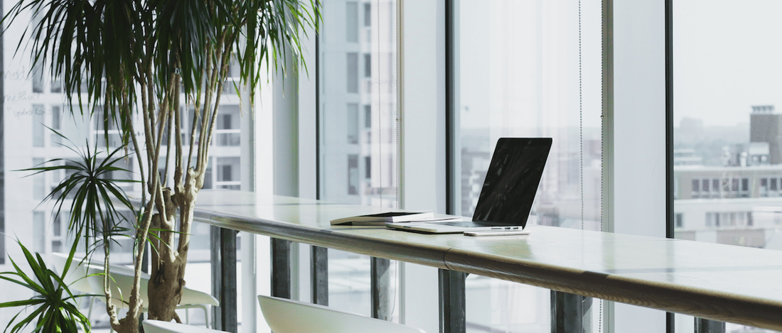 Modern office with plant laptop large windows